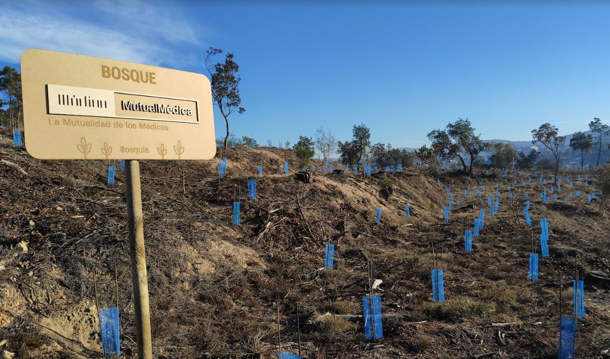 Mutual Mèdica reforesta un bosc devastat per un incendi a la comarca de la Selva (Girona)